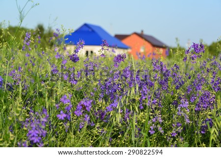 A Lawn with wildflowers in front farmhouses