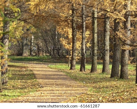 Autumn landscape. The walk