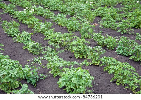 Straight vegetable beds in a potato field