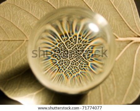 Magnification of a leaf veins in a small glass ball. This looks like a microscope.