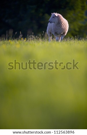 Sheep or lamb in a green field, England