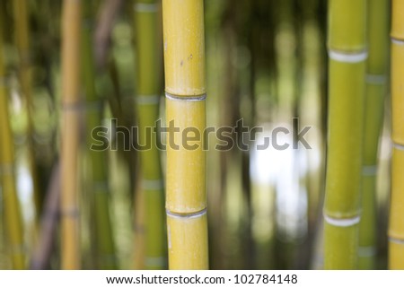 Beautiful bamboo plants