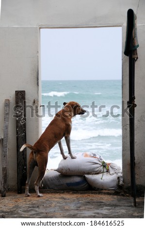 A dog looking at the ocean through a door