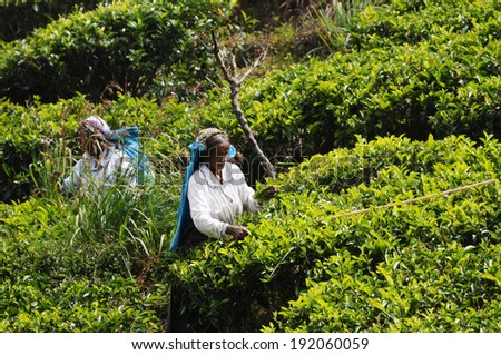 HAPUTALE, SRI LANKA - 24 Jan 2014 :Women tea pickers in tea plantation in Haputale on January 24 2014. Directly and indirectly, over one million Sri Lankans are employed in the tea industry.