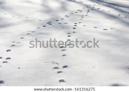 Dog footprints at the snow in winter