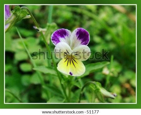 Johnny Jump Up's flower