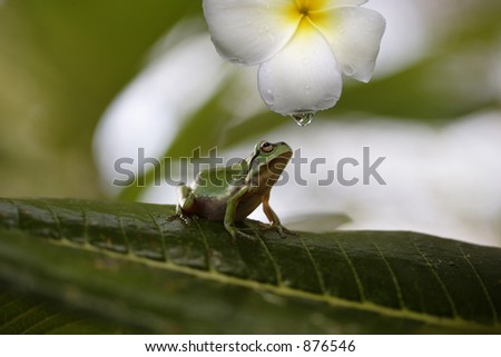 Australian Native Frog