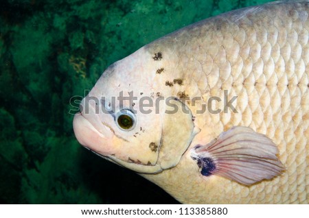 Face of Giant gourami fish, Thailand.