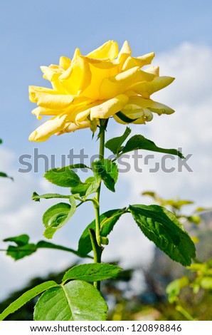 Yellow rose on blue sky, Thailand.