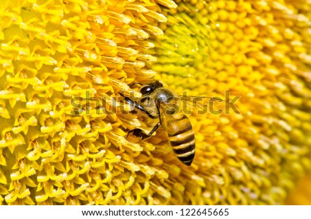 Close up of yellow sun flower and bee, Thailand.