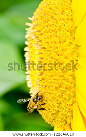 Close up of yellow sun flower and bee, Thailand.