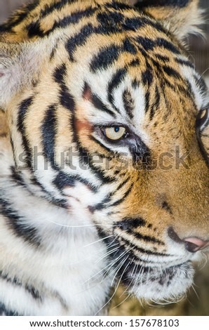 Tiger face, Thailand