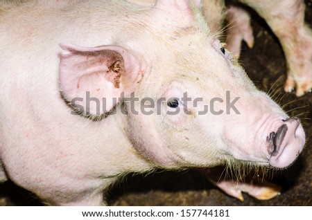 Face of white pig, Thailand