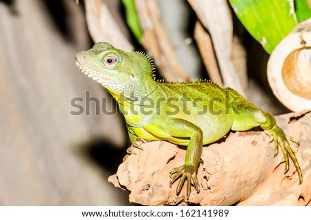 Green water dragon or Physignathus cocincinus on tree branch. Thailand