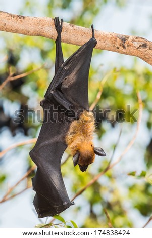 Fruit bat or flying fox is hanging on tree, Thailand