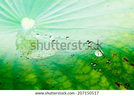 Water Drops on Lotus Leaves, Thailand