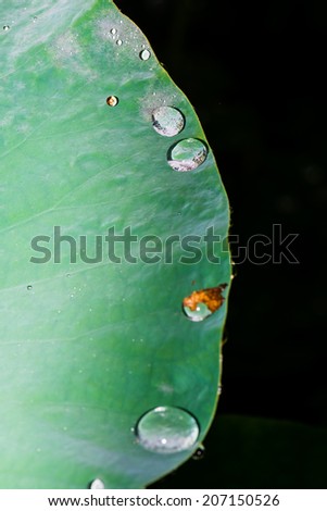 Water Drops on Lotus Leaf, Thailand