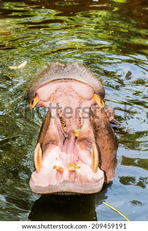 Mouth of Hippopotamus, Thailand