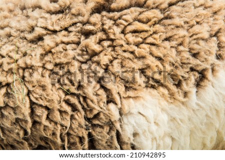 Background of raw wool or sheep skin, Thailand