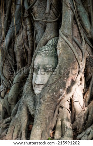 Head of buddha in root at Ayuthaya province, Thailand