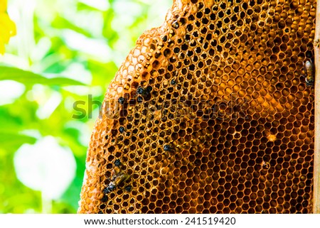 Bees on honeycomb, Thailand.