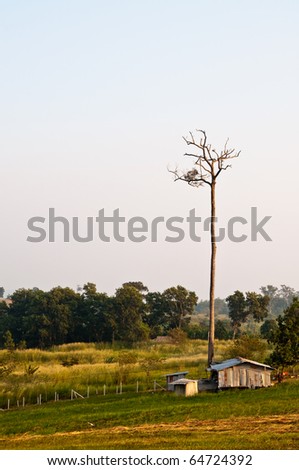 Field, hut and tree in Thailand.