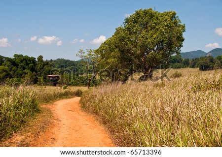 Tree, brown way, animal watching tower and blue sky in national park, Thailand.