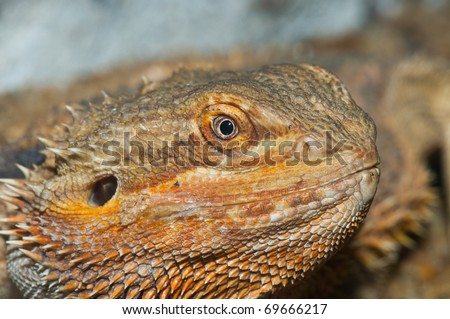 Closeup of Bearded Dragons head, Thailand.