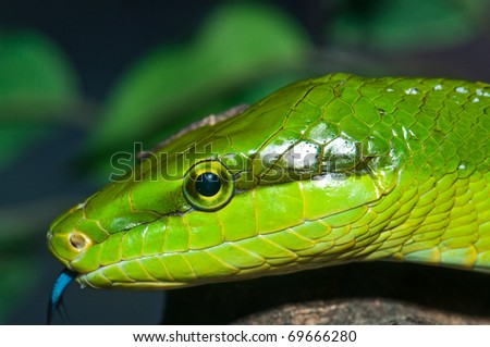 Closeup Of Green Snake, Thailand. Stock Photo 69666280 : Shutterstock