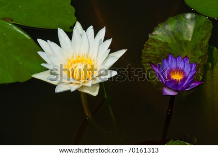 White lotus and violet lotus in the water, Thailand.