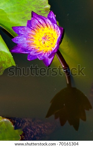 Yellow stamen in violet lotus in water, Thailand.