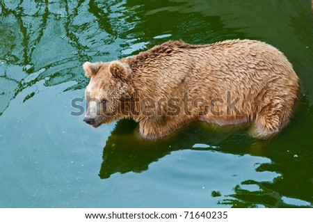 The brown bear in green water, Thailand.