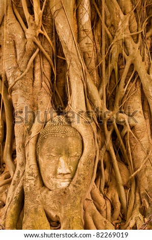 Head of buddha in root, Ayuthaya province, Thailand.