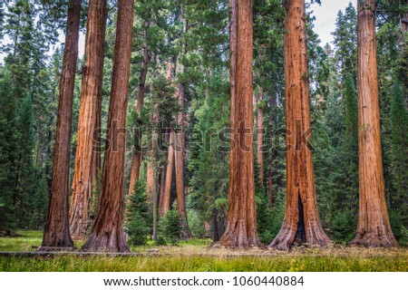 Classic view of famous giant sequoia trees, also known as giant redwoods or Sierra redwoods, on a beautiful sunny day with green meadows  in summer, Sequoia National Park, California, USA