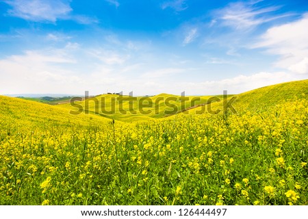 Beautiful Tuscany landscape with field of flowers in Val d\'Orcia, Italy
