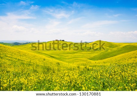 Beautiful Tuscany landscape with field of flowers in Val d'Orcia, Italy