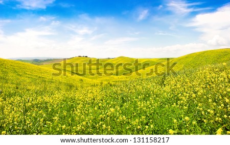 Beautiful Tuscany landscape with field of flowers in Val d\'Orcia, Italy