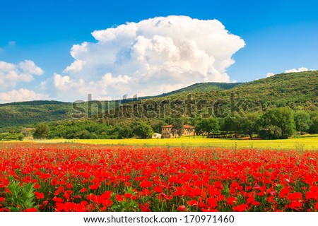 Beautiful landscape with field of red poppy flowers and traditional farm house in Monteriggioni, Tuscany, Italy