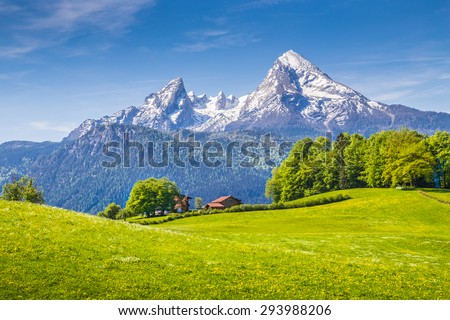 Idyllic landscape in the Alps with fresh green meadows and blooming flowers and snowcapped mountain tops in the background, Nationalpark Berchtesgadener Land, Bavaria, Germany