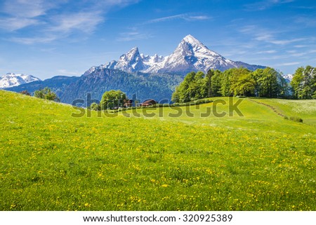 Idyllic landscape in the Alps with fresh green meadows and blooming flowers and snowcapped mountain tops in the background, Nationalpark Berchtesgadener Land, Upper Bavaria, Germany