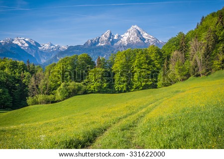 Idyllic landscape in the Alps with fresh green meadows, blooming flowers, farmhouses and snowcapped mountain tops in the background, Nationalpark Berchtesgadener Land, Bavaria, Germany