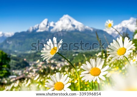 Scenic picture-postcard view of alpine landscape with beautiful flowers blooming in idyllic fields and snow-capped mountain tops in the background on a sunny day in bright sunlight in springtime