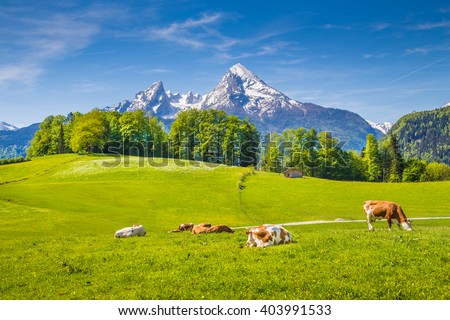 Idyllic summer landscape in the Alps with cows grazing on fresh green mountain pastures and snow capped mountain tops in the background, Nationalpark Berchtesgadener Land, Upper Bavaria, Germany