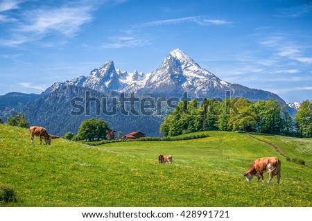 Idyllic landscape in the Alps with cows grazing in fresh green meadows between blooming flowers, typical farmhouses and snowcapped mountain tops, Nationalpark Berchtesgadener Land, Bavaria, Germany