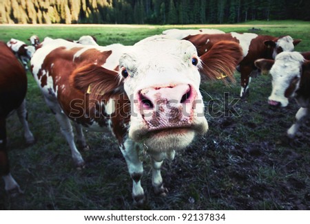 Funny little cow staring into the camera