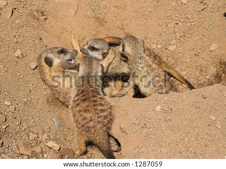 Meerkat family play fighting and having fun in the sand