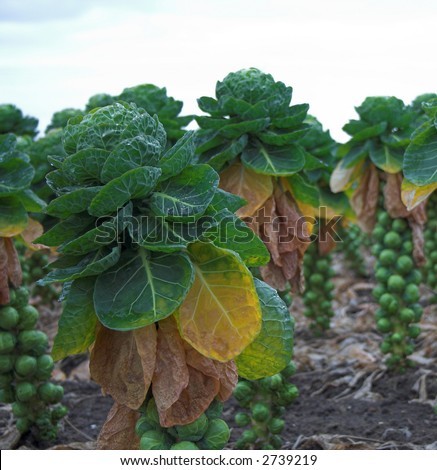 stock photo : Brussel sprouts