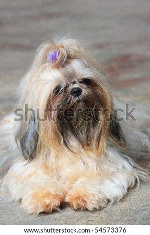 Lhasa Apso Is A Tibetan Breed Dog. Stock Photo 54573376