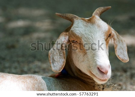 smile goat
