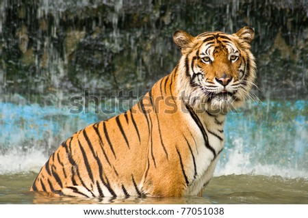 tiger is sitting in the water